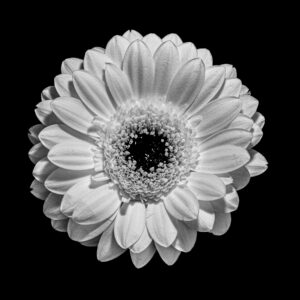 Fokus Stacking bei Photomundo.ch