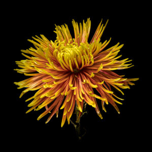 Fokus Stacking bei Photomundo.ch