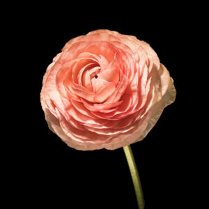 Fokus Stacking bei Photomundo.ch