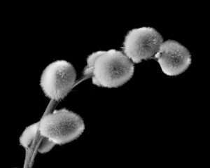 Fokus Stacking bei Photomundo.ch